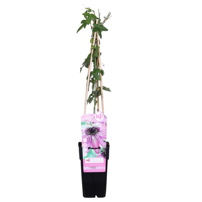 Buitenplant - Passiflora 'Purple Haze' - Klimplant - Pot Ø 15cm Hoogte ↕ 65cm