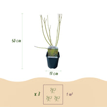 Buitenplant 3x Cornus alba Tricolour - Pot Ø 17cm Hoogte ↕ 45cm