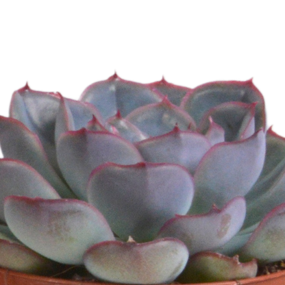 Kamerplant 3x Echeveria mix - In terracotta pot - Pot Ø 8.5cm