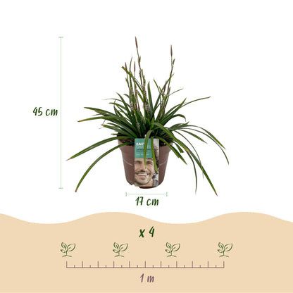Buitenplant 4x Carex morrowii 'Irish Green' - Bladhoudend - Pot Ø 17cm Hoogte ↕ 50cm
