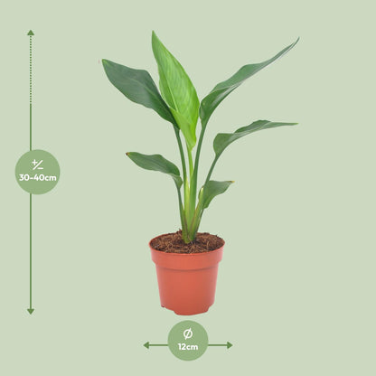 Kamerplant - Strelitzia Reginae - Pot Ø 12cm Hoogte ↕ 40cm