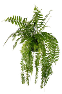 Kamerplant - Nephrolepis Macho - Pot Ø 20cm Hoogte ↕ 100cm