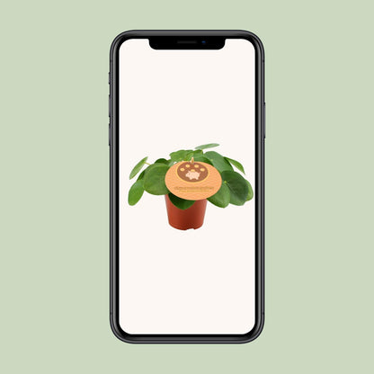 Kamerplant - Pilea Peperomioides - Pot Ø 12cm Hoogte ↕ 20cm