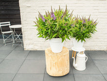 Buitenplant - Buddleja dav. 'Butterfly Candy Little Lila' - Bloeiend - Pot Ø 19cm Hoogte ↕ 25cm