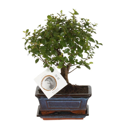 Kamerplant - Bonsai Sageretia - Bol Vorm - Pot Ø 15cm Hoogte ↕ 30cm