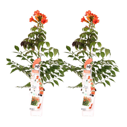 Buitenplant 2x Campsis Summer Jazz 'Fire Trumpet' - Bloeiend - Pot Ø 15cm Hoogte ↕ 65cm