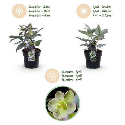 Buitenplant 2x Helleborus sternii 'Silver Dollar' - Groenblijvend Bloeiend - Pot Ø 14cm Hoogte ↕ 35cm