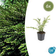 Buitenplant 6x Lonicera pileata 'Purple Pearl' - Pot Ø 9cm Hoogte ↕ 10-25cm