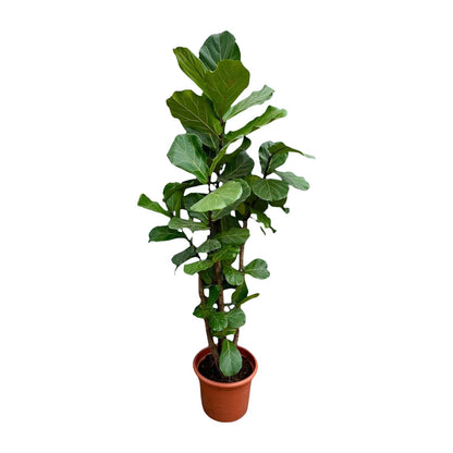 XL Kamerplant - Ficus Lyrata vertakt - Pot Ø 45-50cm Hoogte ↕ 200cm
