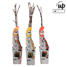 Buitenplant 3x Campsis Summer Deal - Bloeiend - Pot Ø 15cm Hoogte ↕ 65cm