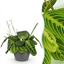 Kamerplant - Maranta Fascinator Lemon Lime - Pot Ø 12cm Hoogte ↕ 25cm