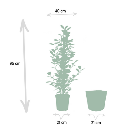 Kamerplant - Ficus microcarpa Moclame - Inclusief mand - Pot Ø 21cm Hoogte ↕ 95cm