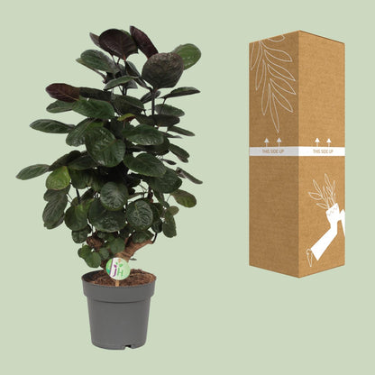 Kamerplant - Polyscias Scutellaria Fabian - Pot Ø 19cm Hoogte ↕ 60cm