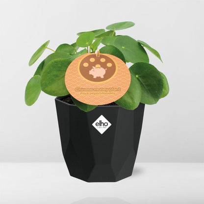 Kamerplant - Pilea Peperomioides - Inclusief sierpot - Pot Ø 12cm