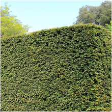 Buitenplant 6x Taxus media 'Groenland' - Haagplant Winterhard - Hoogte ↕ 100cm