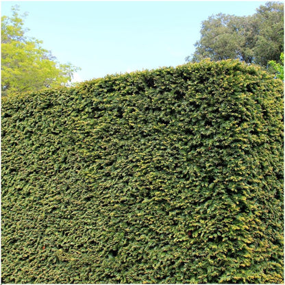 Buitenplant 6x Taxus media 'Groenland' - Haagplant Winterhard - Hoogte ↕ 100cm
