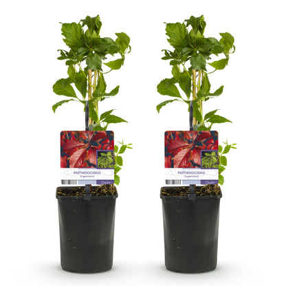 Buitenplant 2x Parthenocissus Engelmannii - Klimplant - Pot Ø 11cm Hoogte ↕ 40cm