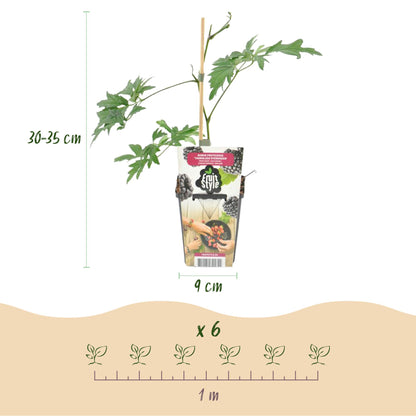 Buitenplant 6x Rubus Thornless Evergreen - Groenblijvend, Winterhard - Pot Ø 9cm Hoogte ↕ 25cm