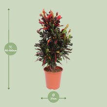 Kamerplant - Codiaeum Variegatum Mammi - Pot Ø 27cm Hoogte ↕ 100cm
