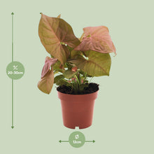 Kamerplant - Syngonium Neon - Pot Ø 12cm Hoogte ↕ 25cm