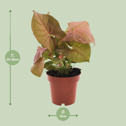 Kamerplant - Syngonium Neon - Pot Ø 12cm Hoogte ↕ 25cm