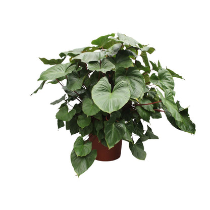 XL Kamerplant - Homalomena Rubescens 'Maggy' - Pot Ø 60cm Hoogte ↕ 170cm