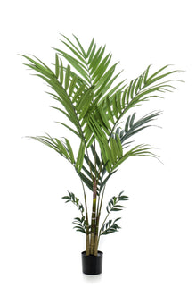 Kunstplant - Kentia Kentiapalm - Hoogte ↕ 180cm