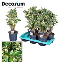 Kamerplant - Croton Eburneum - Pot Ø 17cm Hoogte ↕ 55cm