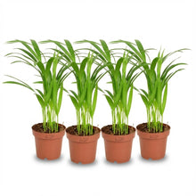Kamerplant 4x Areca Dypsis Lutescens Goudpalm - Pot Ø 12cm Hoogte ↕ 40cm