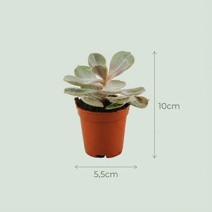 Kamerplant 6x Mini Succulenten Mix - Pot Ø 5,5cm Hoogte ↕ 5-10cm