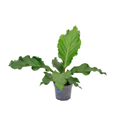 Kamerplant - Anthurium Birdnes - Luchtzuiverend - Pot Ø 17cm Hoogte ↕ 55cm