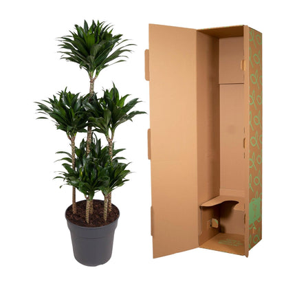 XL Kamerplant - Dracaena Compacta Carrousel - Pot Ø 31cm Hoogte ↕ 130cm