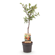 Buitenplant - Prunus domestica 'Victoria' - Fruitboom - Pot Ø 21cm Hoogte ↕ 90cm