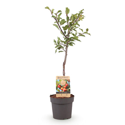 Buitenplant - Prunus domestica 'Victoria' - Fruitboom - Pot Ø 21cm Hoogte ↕ 90cm