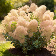 Buitenplant - Cotinus coggyria 'Young Lady' - Bladverliezend - Pot Ø 12cm Hoogte ↕ 35cm