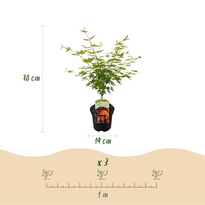 Buitenplant - Acer palmatum Orange Dream - Winterhard - Pot Ø 19cm Hoogte ↕ 70cm