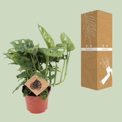 Kamerplant - Monstera Monkey - Pot Ø 12cm Hoogte ↕ 30cm