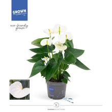 Kamerplant - Anthurium KARMA White - Bloeiend - Pot Ø 12cm Hoogte ↕ 43cm