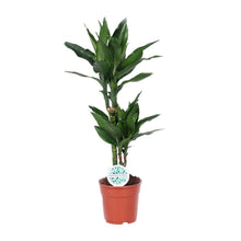 Kamerplant - Dracaena Janet Lind - Pot Ø 17cm Hoogte ↕ 70cm