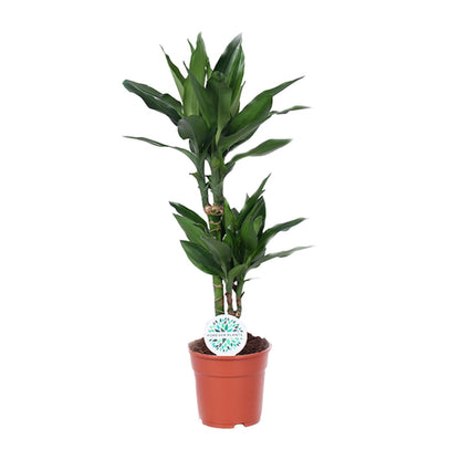 Kamerplant - Dracaena Janet Lind - Pot Ø 17cm Hoogte ↕ 70cm
