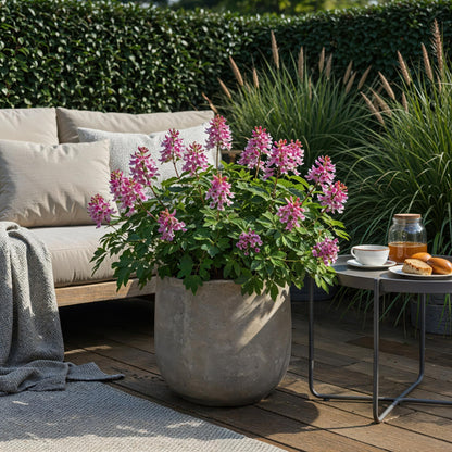 Buitenplant 20x Corydalis Beth Evans - Bloembollen Wit en Paars - Bolmaat 6/7