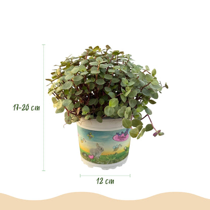 Kamerplant 4x Callisia repens - Pot Ø 12cm Hoogte ↕ 17-20cm