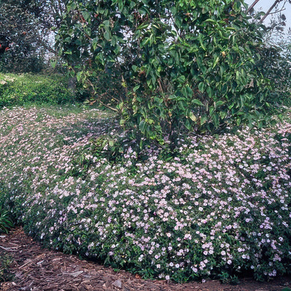 Buitenplant 48x Aster ageratoides 'Asran' - Bloeiend - Pot Ø 9cm Hoogte ↕ 10-25cm