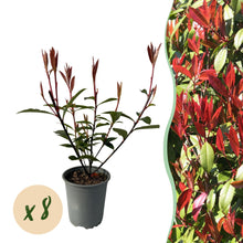 Buitenplant 8x Photinia fraseri 'Carré Rouge' - Groenblijvend - Pot Ø 9cm Hoogte ↕ 30-35cm