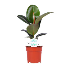 Kamerplant - Ficus Elastica Robusta - Pot Ø 17cm Hoogte ↕ 55cm