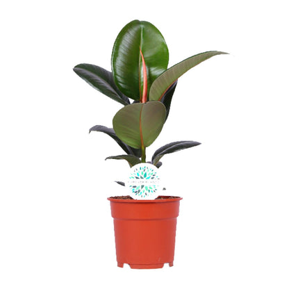 Kamerplant - Ficus Elastica Robusta - Pot Ø 17cm Hoogte ↕ 55cm