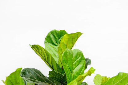 XL Kamerplant - Ficus Lyrata vertakt - Pot Ø 45-50cm Hoogte ↕ 200cm