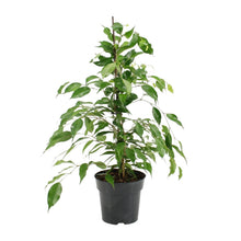 Kamerplant - Ficus Benjamina Danita - Pot Ø 17cm Hoogte ↕ 70cm
