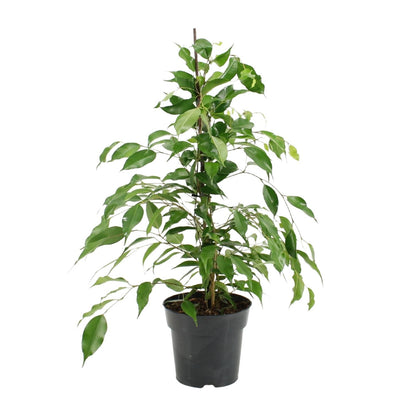 Kamerplant - Ficus Benjamina Danita - Pot Ø 17cm Hoogte ↕ 70cm