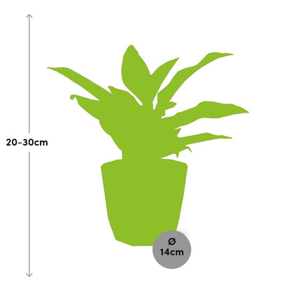 Kamerplant - Aglaonema Crete - Pot Ø 14cm